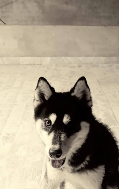 Siberian husky