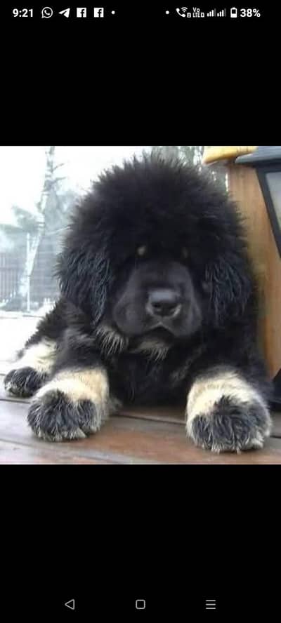 Tibetan Mastiff puppies and all types of import dog available