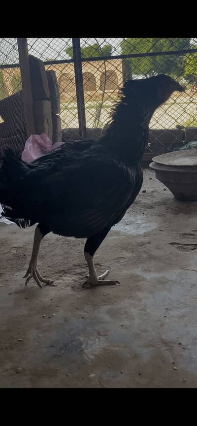 Pure thai hen with shmo chicks