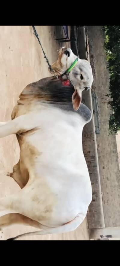 Dajli bread bull for qurbani