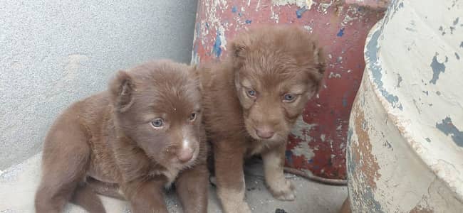 healthy puppies