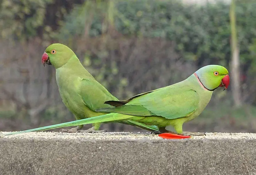 Green Ringneck & Lorry volit Neck — photo 4
