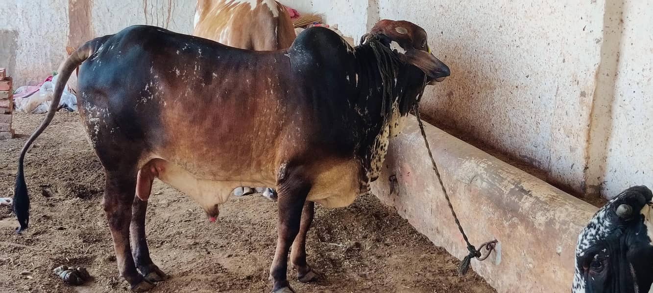 cholistani 3
