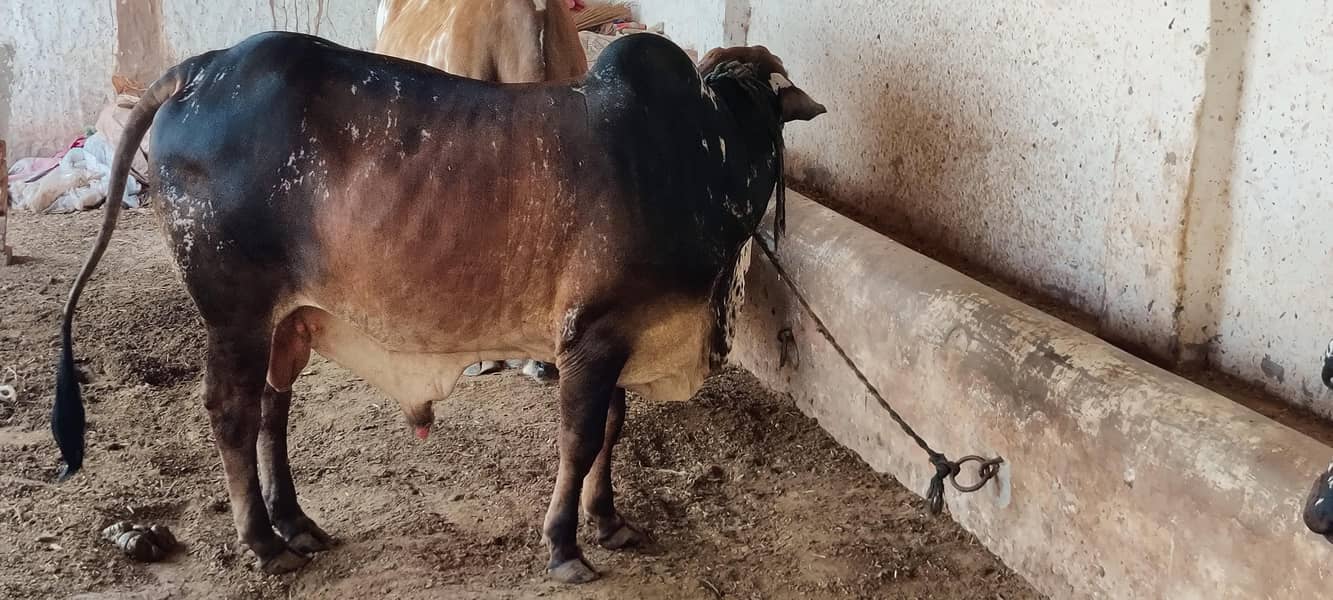 cholistani 4