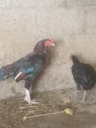 urgent sale