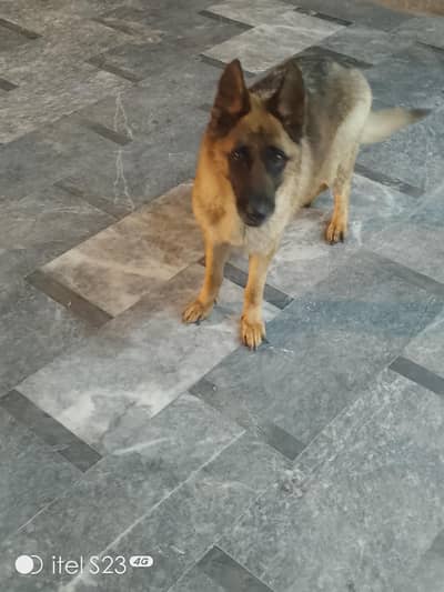 Garman shafard breeder female for sale  Urgent