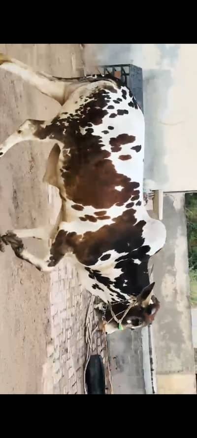 Cheena bread bull for qurbani