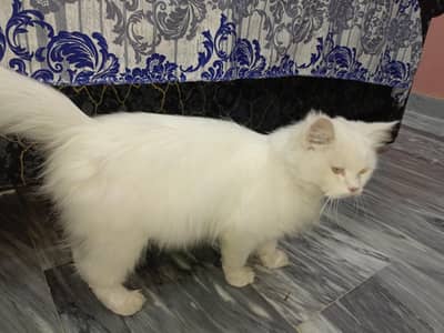 Persian cat