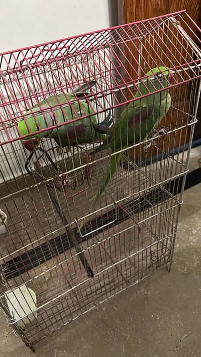 Raw Parrots