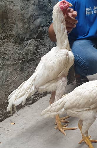 White Japanese Shamo High Quality Bird Male For Sale