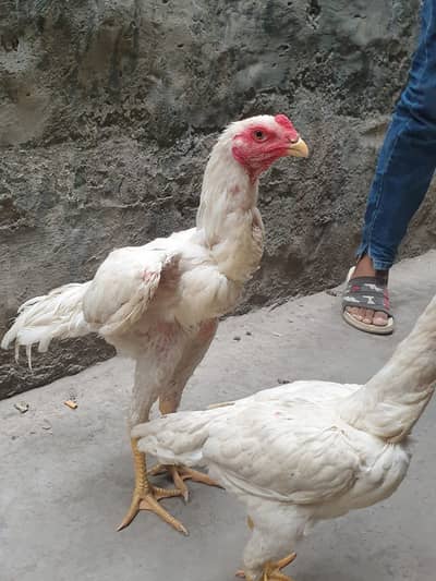 White Japanese Shamo High Quality Bird Male For Sale