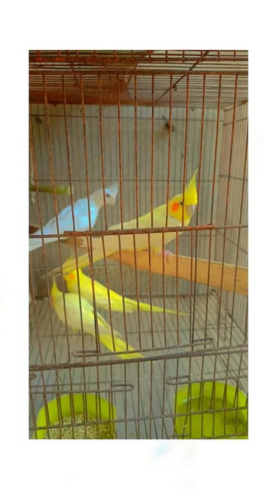 eno male common female  urgent sale