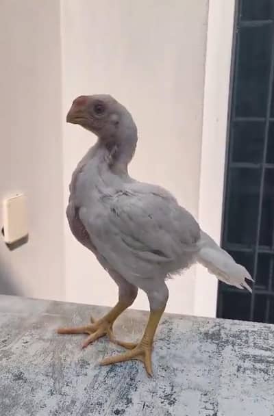 Indian parrot beak male for urgent sale