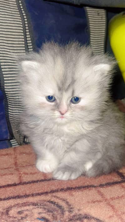 persian female kitten