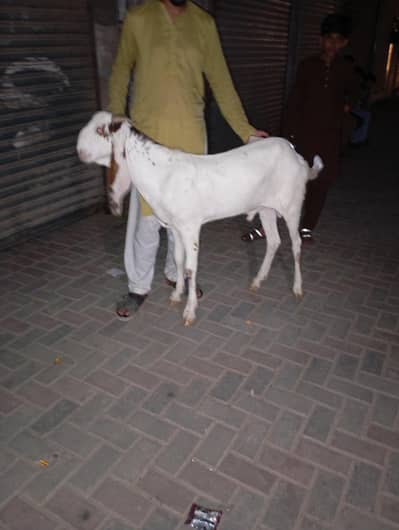 Qurbani Ka bakra