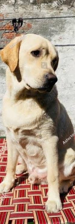 pedigree Labrador well trained