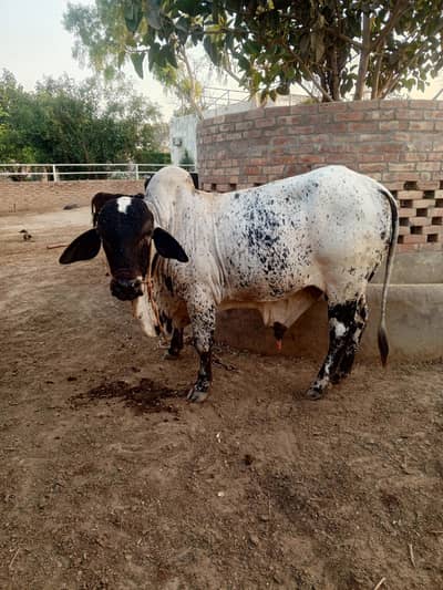 Qurbani
