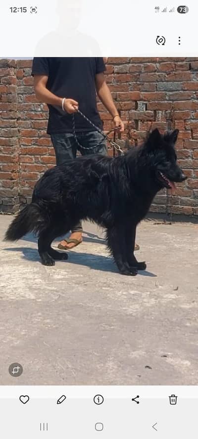 long coat German Shepherd male stud available