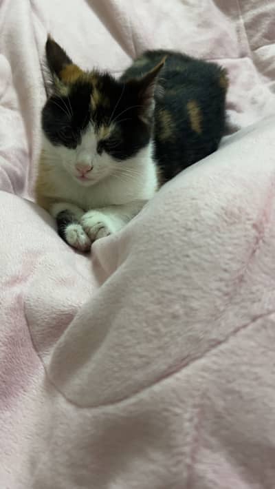 Cat for adoption