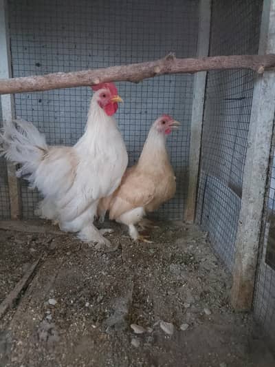 Bantam Pair