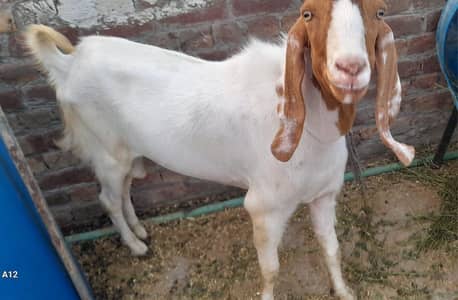 Desi Bakra