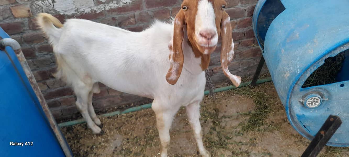 Desi Bakra 1
