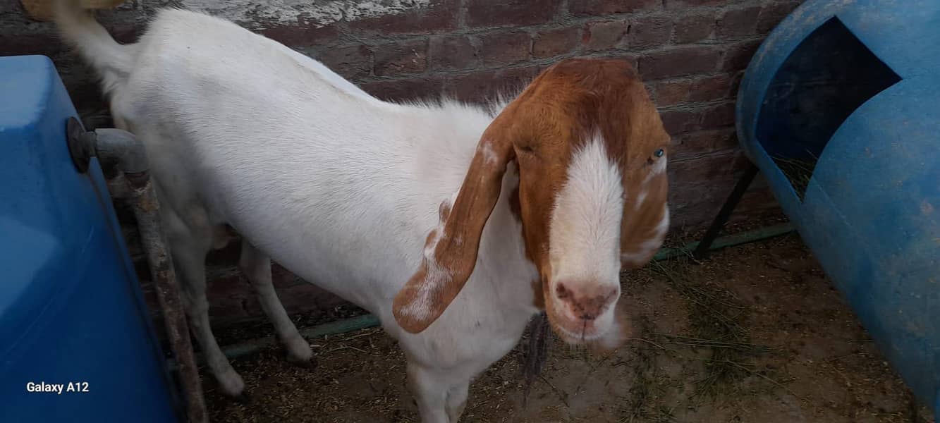 Desi Bakra 3