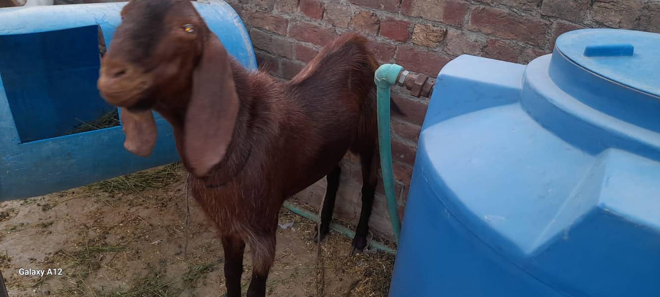 Desi Bakra 4