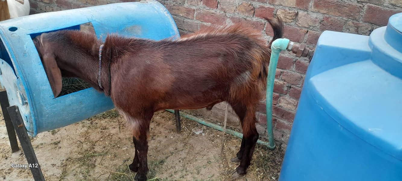 Desi Bakra 6