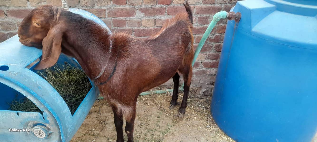 Desi Bakra 7