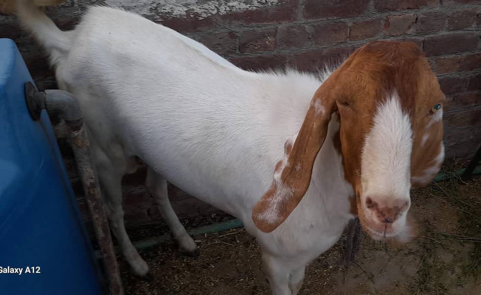 Desi Bakra 8
