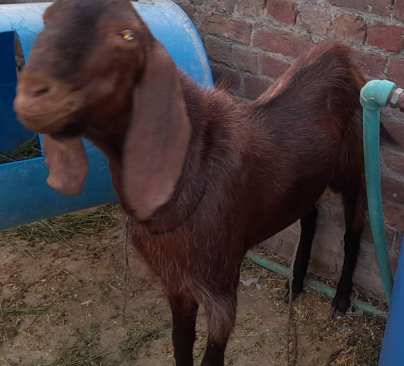 Desi Bakra 9