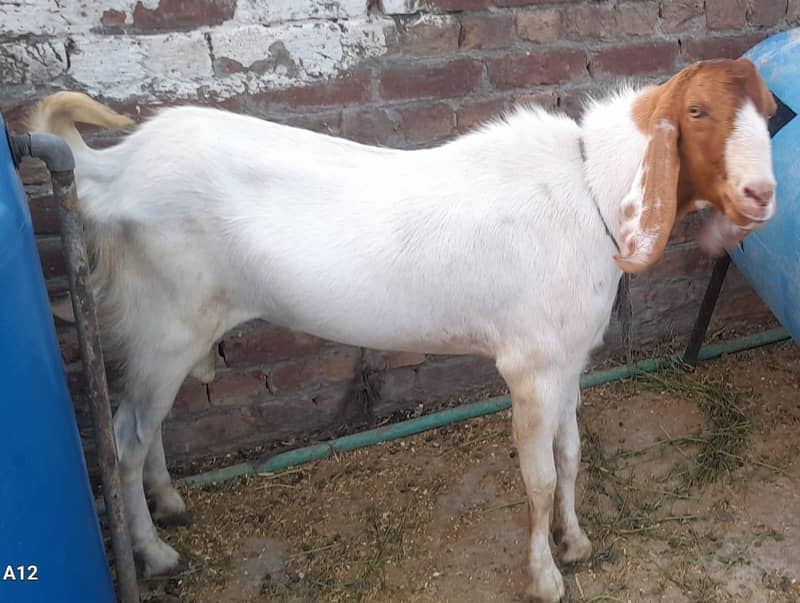 Desi Bakra 13
