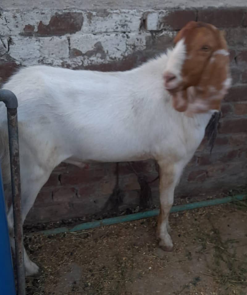Desi Bakra 14