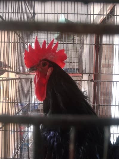 Australorp male  healthy active pathy