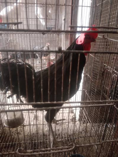 Australorp healthy active pathy