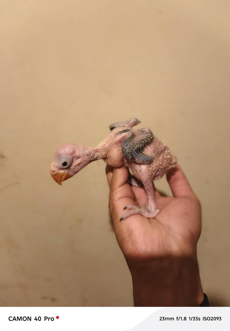 Raw chick 0