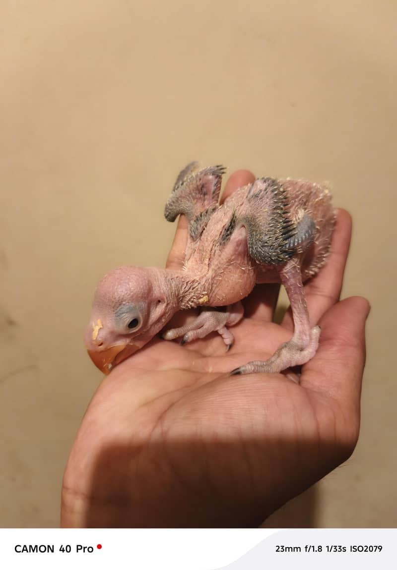 Raw chick 1