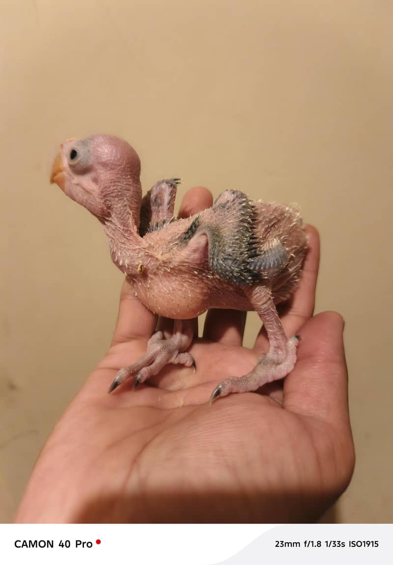 Raw chick 2