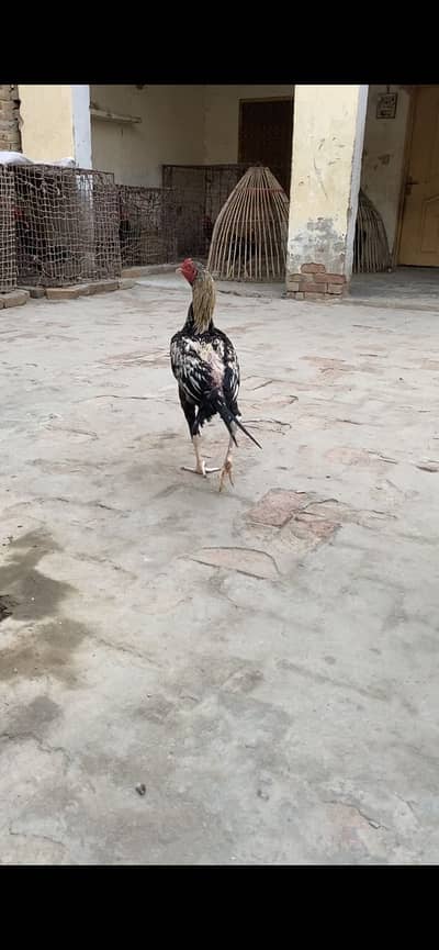 Band Gadi cross 5 hens 1 male