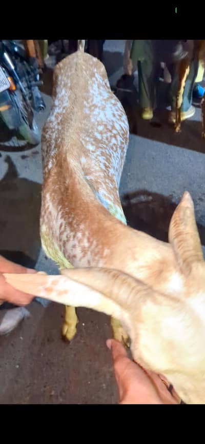 makhi cheni bakri for sale