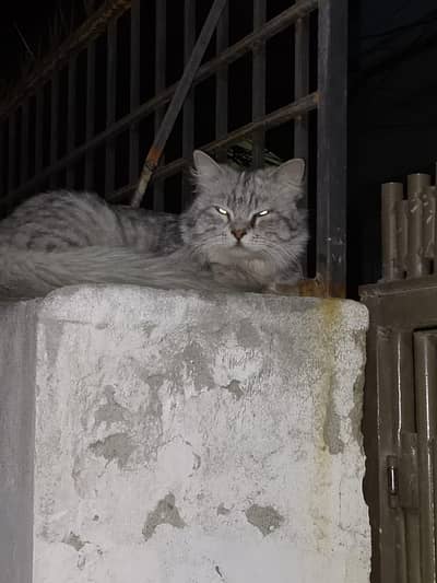 Persian cat mix  urgent sale 03135585012watsapp