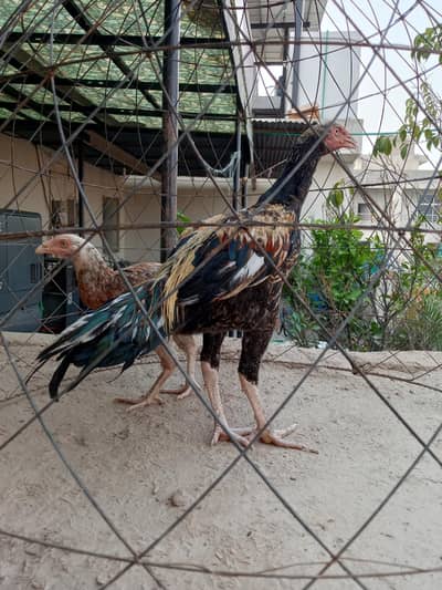 pure Thai aseel urgent sale