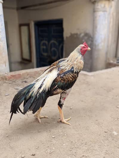 Aseel Murgha for sale
