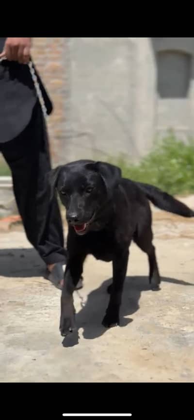 Labrador