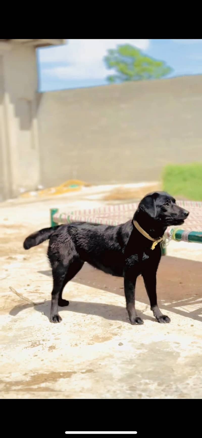 Labrador 1