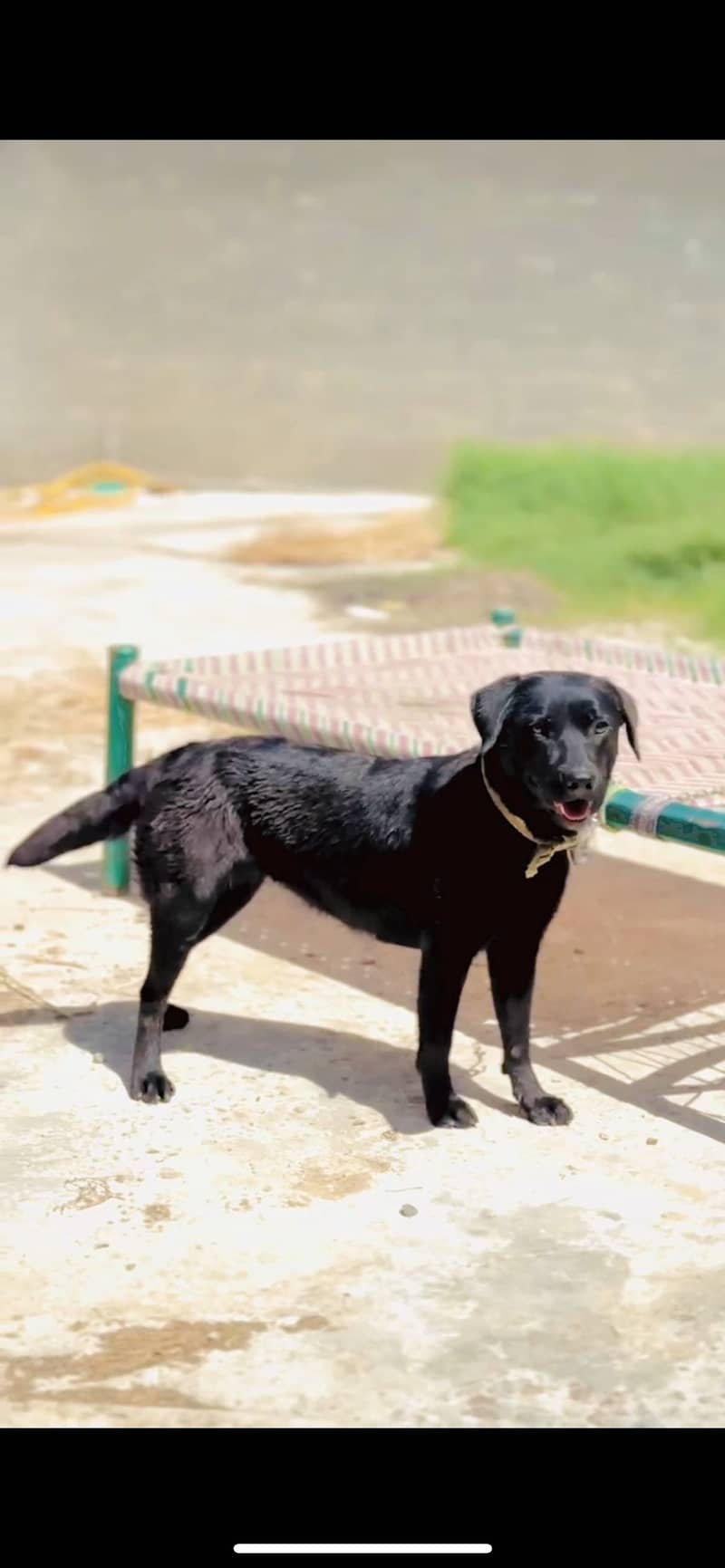 Labrador 2