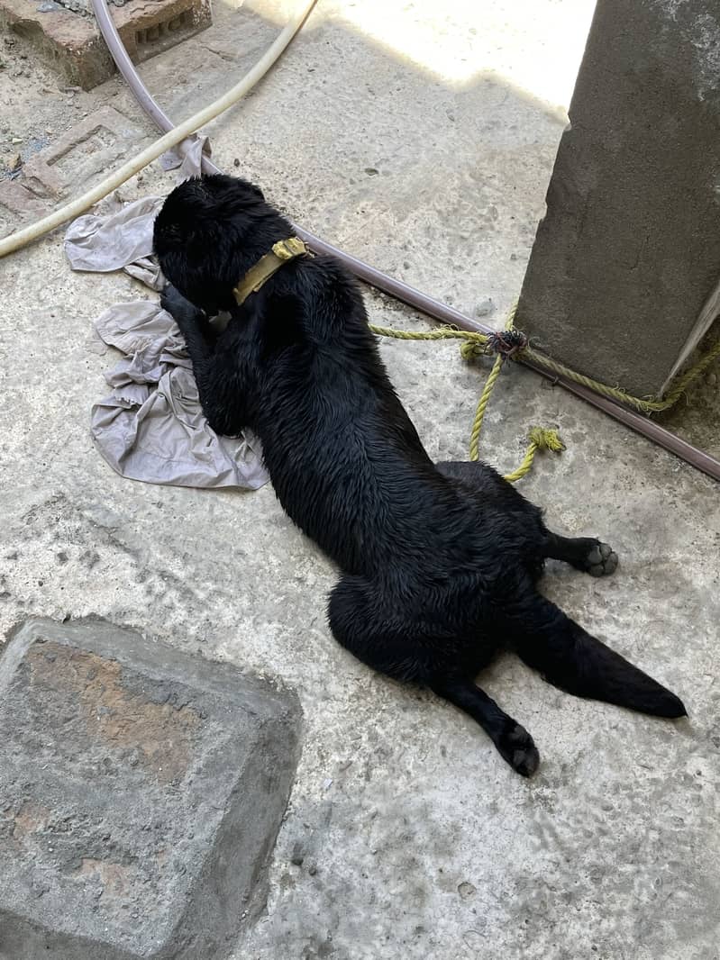 Labrador 3