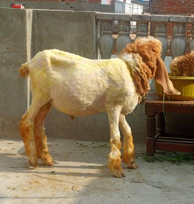 Chatra For Sell
