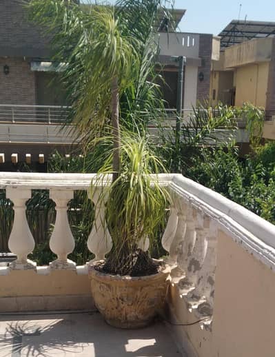 Ponytail Palm